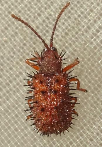 Réf. 359 632 : Dicladispa testacea